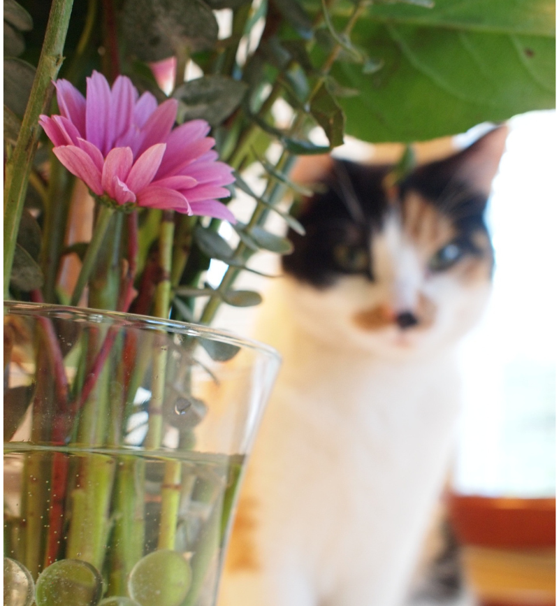 calico cat